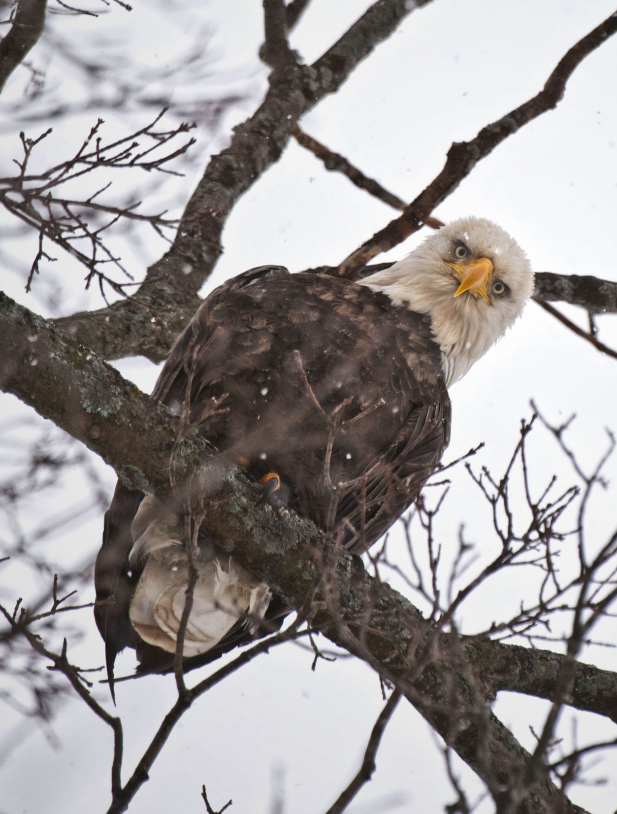 1120_wds_Eagle Eye_cl.jpg